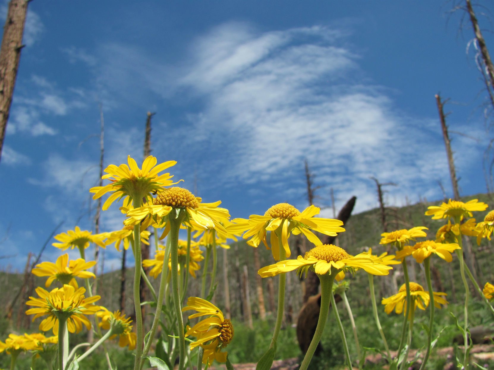Mint Spring Trail
